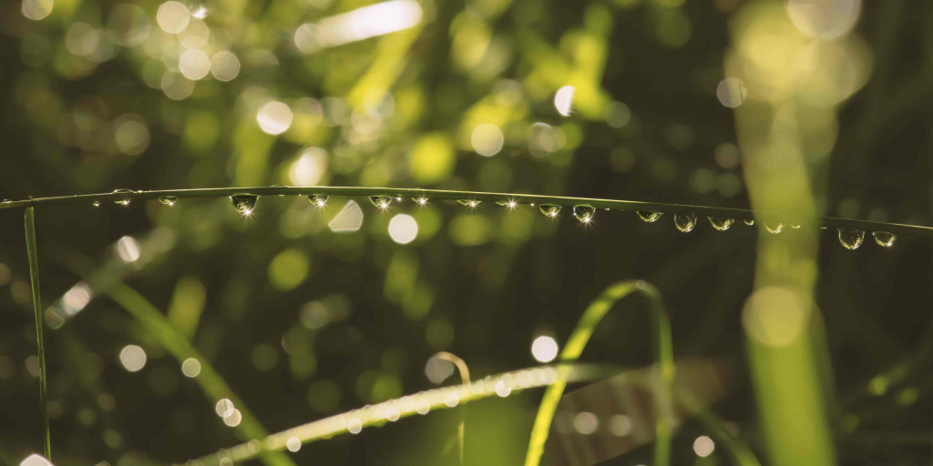 leaf-with-water-drops-it-garden-sunlight-with-blurry-background-min.jpg
