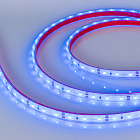 Светодиодная лента герметичная RTW-PFS-A60-11mm 12V Blue (4.8 W/m, IP68, 2835, 5m) (Arlight, -) Lednikoff