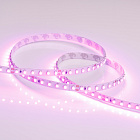Светодиодная лента RT 2-5000 24V Pink 2x (3528, 600 LED, LUX) (Arlight, 9.6 Вт/м, IP20) Lednikoff